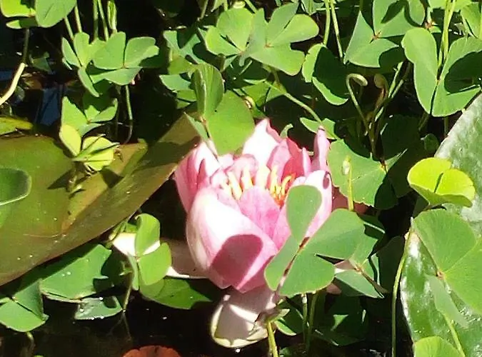 Tiny House Ferienhaus